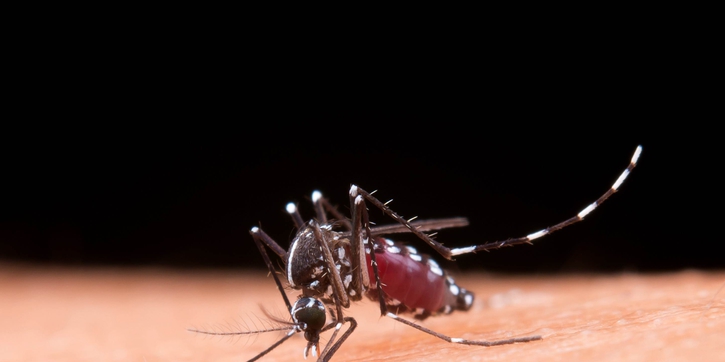 Waspada Gejala DBD pada Anak 2 Tahun, Ini Penanganan yang Tepat