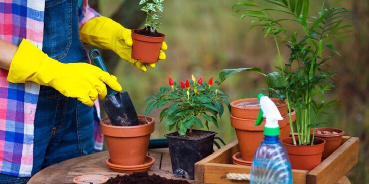 Ini Tips Kreatif Berkebun di Ruang Kecil