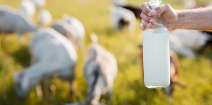 Jaga Kesehatan Tulang dan Sendi dengan Konsumsi Susu Kambing