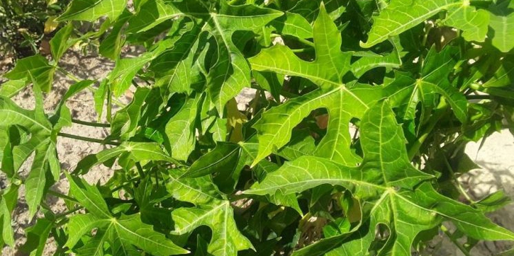 Daun Pepaya Jepang, Apakah Berbahaya?