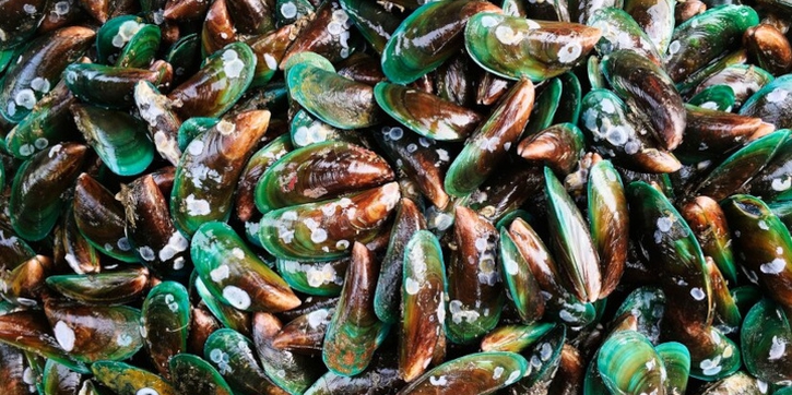 Apakah Ibu Hamil Boleh Makan Kerang Hijau? Ini Penjelasannya