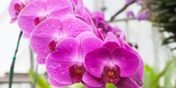 5 Makna Bunga Anggrek yang Jarang Diketahui, Jadi Simbol Keindahan dan Cinta