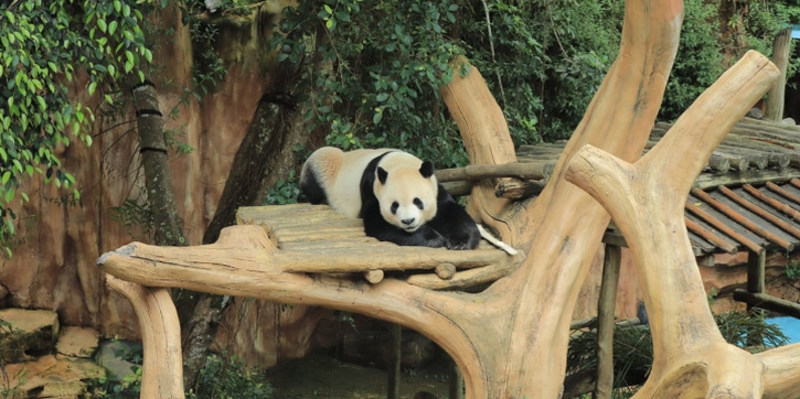 Taman Safari Indonesia Jalankan Inseminasi Panda Raksasa