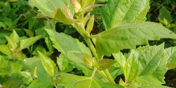 5 Manfaat Daun Balakacida untuk Kesehatan Tubuh