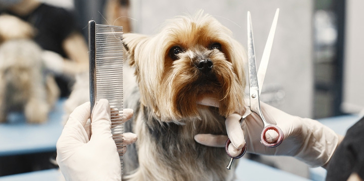 6 Rekomendasi House Call Grooming Pet untuk Anabul Anda