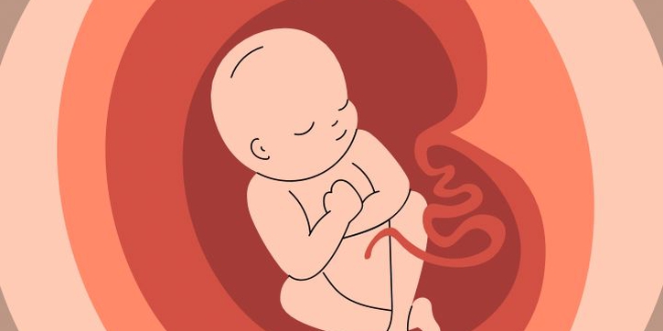 10 Fakta Menarik Seputar Plasenta, Penghubung Ibu dan Janin