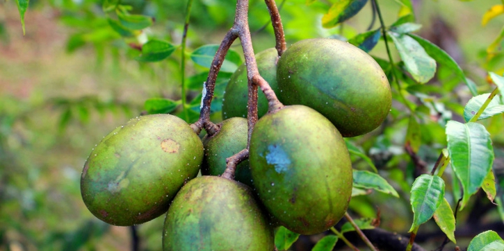 7 Manfaat Buah Kedondong untuk Ibu Hamil