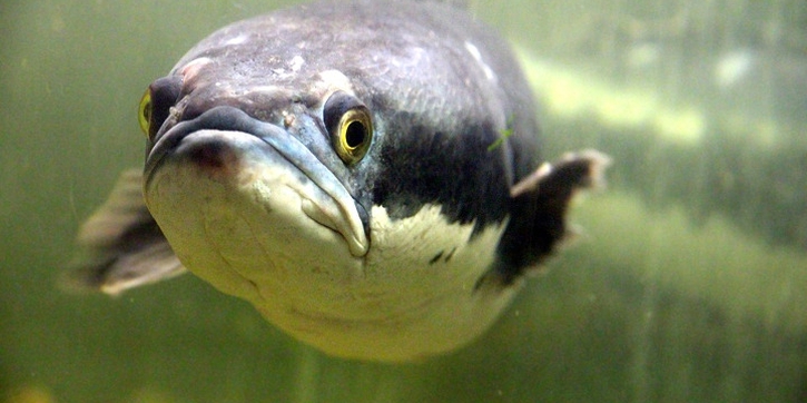 5 Manfaat Mengonsumsi Ikan Gabus untuk Kesehatan Keluarga