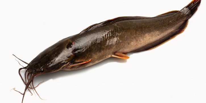 Moms, Ini Manfaat Ikan Lele Untuk MPASI Bayi
