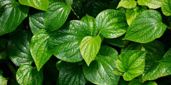 Sederet Manfaat Daun Sirih untuk Kesehatan, Moms Perlu Tahu!
