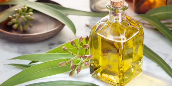 Benarkah Eucalyptus Ampuh Membunuh Virus Corona?