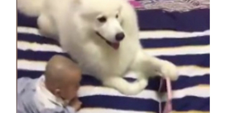Bayi dan Anjing Menonton Film Bersama