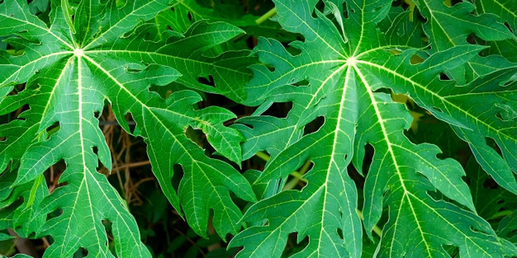 Manfaat Daun Pepaya untuk Kesehatan Tubuh Kita
