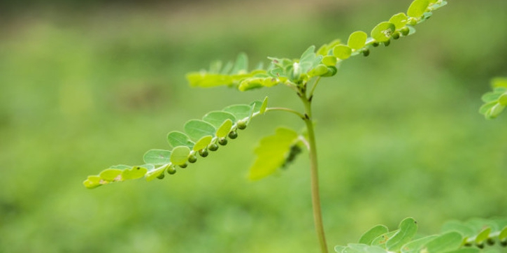 Mengenal Daun Meniran, si Tanaman Liar yang Kaya Manfaat