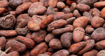Ragam Kandungan Buah Kakao