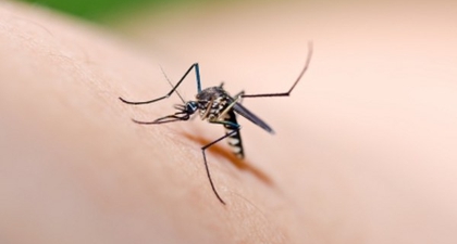Tipe Virus Demam Berdarah 
