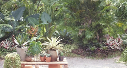Suka Tanaman Hias? Yuk, Ikutan Urban Jungle, Moms!