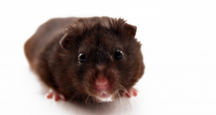 Waspadai Leptospirosis di Musim Hujan 