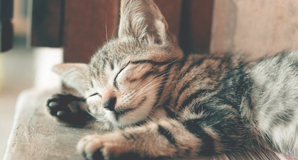 Ikuti 6 Panduan Ini untuk Merawat Kucing Peliharaan