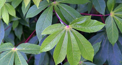 Tips Tepat Memasak Daun Singkong