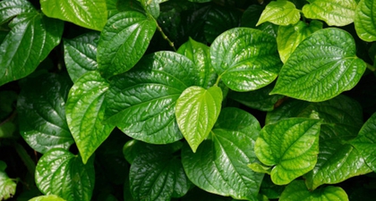Sederet Manfaat Daun Sirih untuk Kesehatan, Moms Perlu Tahu!