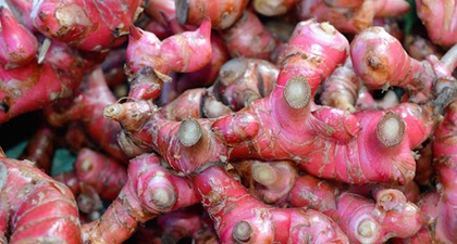 Selain untuk Diet, Inilah Deretan Manfaat Jahe Merah