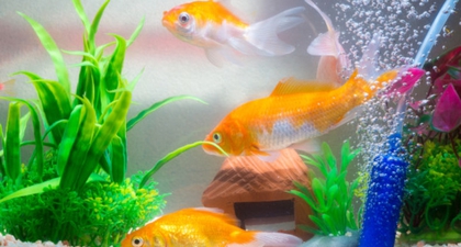 Suka Pelihara Ikan Hias? Ini Manfaatnya untuk Kesehatan