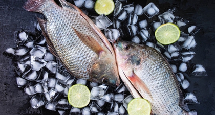 Berkenalan dengan Ikan Tilapia yang Penuh Gizi