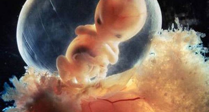 Foto Perkembangan Janin Selama 9 Bulan 