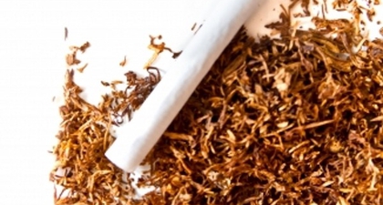 Memperkerjakan Anak di Perkebunan Tembakau Menjadi Sorotan