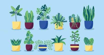 Mau Beli Tanaman Hias? Intip Rekomendasinya dulu, Moms