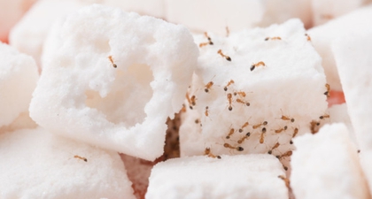 5 Cara Alami untuk Membasmi Semut di Rumah