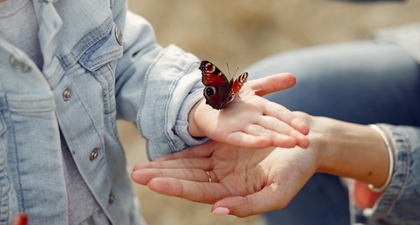 Ada Kupu-Kupu Masuk ke dalam Rumah, Pertanda Apa?