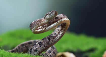 Mimpi Digigit Ular di Kaki, Ini Artinya, Moms