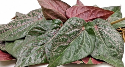 Dari Antioksidan Hingga Antibakteri, Inilah Deretan Manfaat Sirih Merah