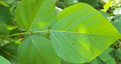 Jarang Diketahui, Ini Beragam Manfaat Daun Dadap Serep