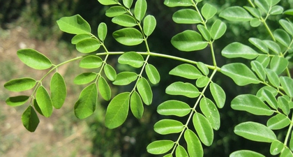 Tidak Hanya Melancarkan ASI, Ini Manfaat Daun Kelor untuk Kesehatan