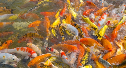 Arti Mimpi Melihat Ikan Banyak, Apakah Tanda Datangnya Kebaikan?