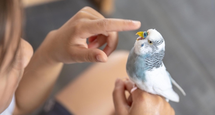 Ini Arti Mimpi Menangkap Burung dengan Tangan