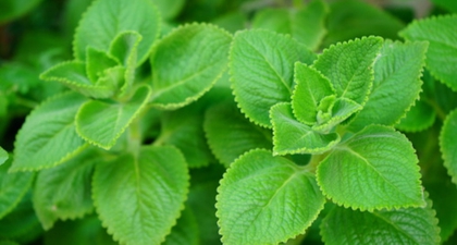 Begini Cara Mengolah Daun Bangun-Bangun untuk Asam Lambung