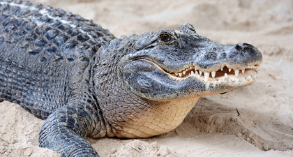 Mimpi Dikejar Buaya, Benarkah Akan Datang Masalah?