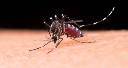 Waspada Gejala DBD pada Anak 2 Tahun, Ini Penanganan yang Tepat