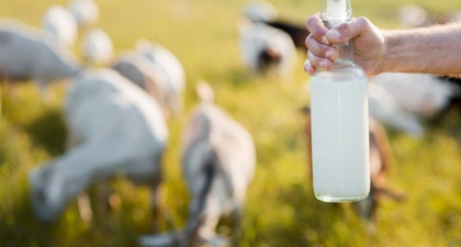 Jaga Kesehatan Tulang dan Sendi dengan Konsumsi Susu Kambing