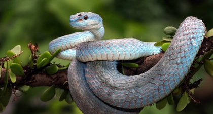 Mimpi Ular Besar Pertanda Apa? Baik atau Buruk?