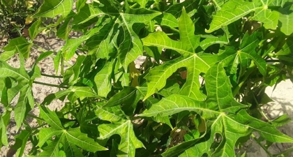 Daun Pepaya Jepang, Apakah Berbahaya?