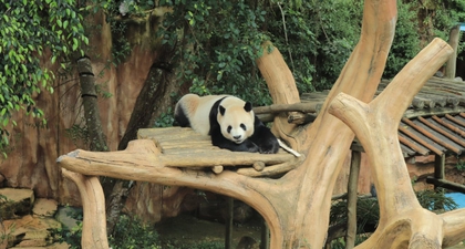 Taman Safari Indonesia Jalankan Inseminasi Panda Raksasa
