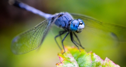 Capung Masuk ke Rumah Pertanda Apa? Ini Maknanya