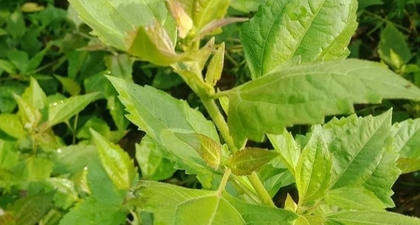 5 Manfaat Daun Balakacida untuk Kesehatan Tubuh