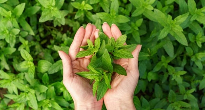 5 Manfaat Ekstrak Mugwort untuk Kesehatan dan Kecantikan Kulit