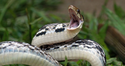 Arti Mimpi Ular Besar dan Panjang, Apakah Pertanda Buruk?